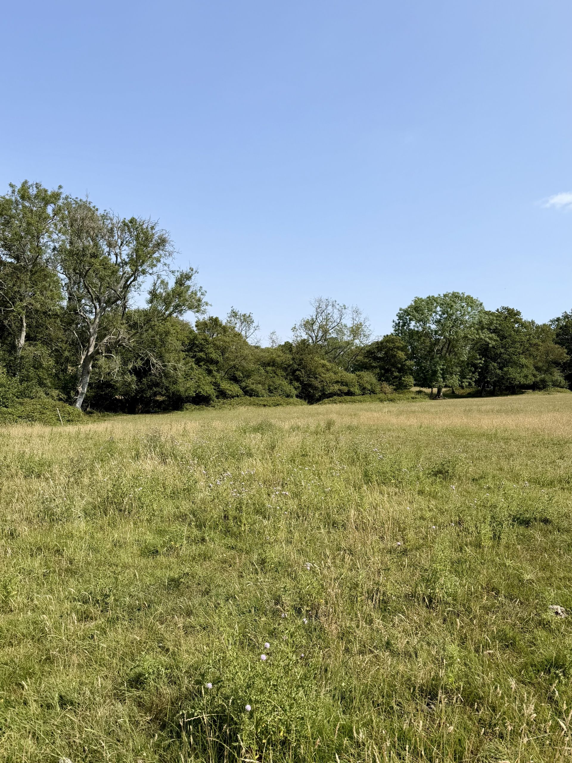 Land for Sale - Your Own Piece of the Kent Countryside - Photos 7 of 7